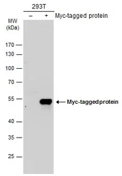 Anti-Myc tag antibody [GT0002] used in Western Blot (WB). GTX628259