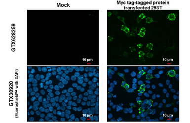 Anti-Myc tag antibody [GT0002] used in Immunocytochemistry/ Immunofluorescence (ICC/IF). GTX628259
