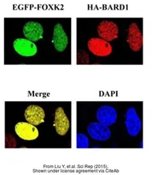 Anti-HA tag antibody [GT423] used in Immunocytochemistry/ Immunofluorescence (ICC/IF). GTX628489