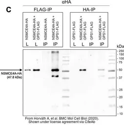 Anti-HA tag antibody [GT423] used in Western Blot and Immunoprecipitation (WB IP). GTX628489