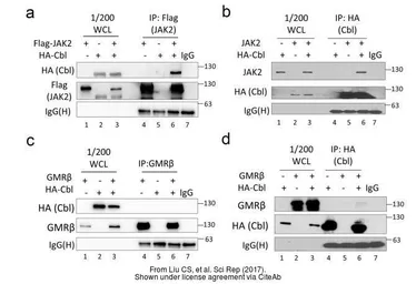 Anti-HA tag antibody [GT423] used in Western Blot and Immunoprecipitation (WB IP). GTX628489