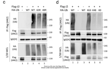 Anti-HA tag antibody [GT423] used in Western Blot (WB). GTX628489