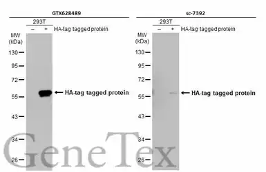 Anti-HA tag antibody [GT423] used in Western Blot (WB). GTX628489