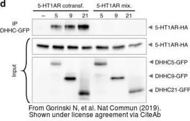 Anti-GFP antibody [GT859] (HRP) used in Western Blot (WB). GTX628528-01
