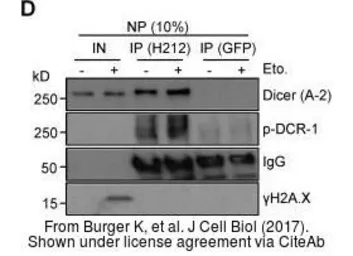 Anti-GFP antibody [GT859] used in Immunoprecipitation (IP). GTX628528