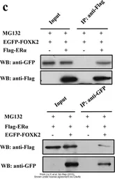 Anti-GFP antibody [GT859] used in Western Blot and Immunoprecipitation (WB IP). GTX628528