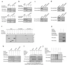 Anti-GFP antibody [GT859] used in Western Blot and Immunoprecipitation (WB IP). GTX628528