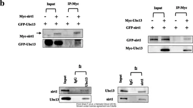 Anti-GFP antibody [GT859] used in Western Blot and Immunoprecipitation (WB IP). GTX628528