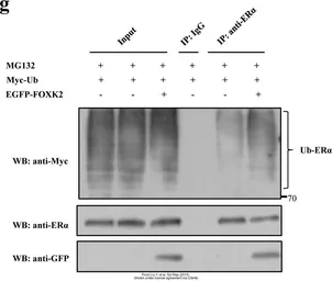 Anti-GFP antibody [GT859] used in Western Blot (WB). GTX628528