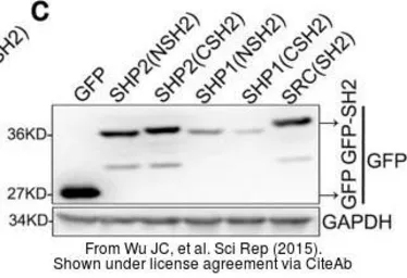 Anti-GFP antibody [GT859] used in Western Blot (WB). GTX628528