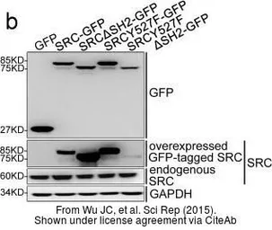 Anti-GFP antibody [GT859] used in Western Blot (WB). GTX628528