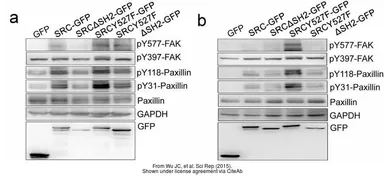 Anti-GFP antibody [GT859] used in Western Blot (WB). GTX628528