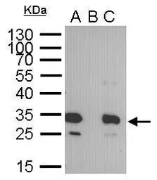 Anti-GFP antibody [GT859] used in Immunoprecipitation (IP). GTX628528