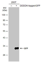 Anti-GFP antibody [GT859] used in Western Blot (WB). GTX628528