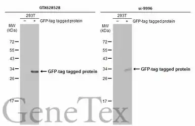 Anti-GFP antibody [GT859] used in Western Blot (WB). GTX628528