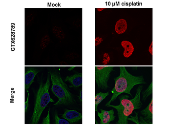 Anti-Histone H2A.XS139ph (phospho Ser139) antibody [GT2311] used in Immunocytochemistry/ Immunofluorescence (ICC/IF). GTX628789