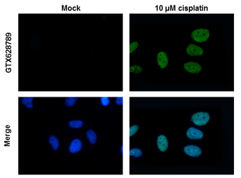 Anti-Histone H2A.XS139ph (phospho Ser139) antibody [GT2311] used in Immunocytochemistry/ Immunofluorescence (ICC/IF). GTX628789