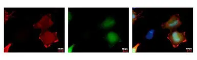 Anti-HSV tag antibody [GT212] used in Immunocytochemistry/ Immunofluorescence (ICC/IF). GTX628790