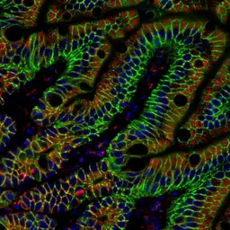Anti-alpha Tubulin antibody [GT114] used in IHC (Paraffin sections) (IHC-P). GTX628802