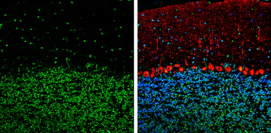 Anti-HMGB1 antibody [GT348] used in IHC (Frozen sections) (IHC-Fr). GTX628835