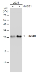 Anti-HMGB1 antibody [GT348] used in Western Blot (WB). GTX628835