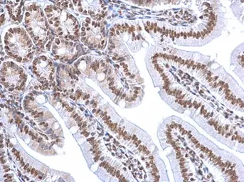 Anti-HMGB1 antibody [GT348] used in IHC (Paraffin sections) (IHC-P). GTX628835