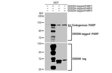 Anti-PARP antibody [GT6212] used in Western Blot (WB). GTX628836