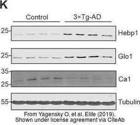 Anti-Glyoxalase I antibody [GT552] used in Western Blot (WB). GTX628890