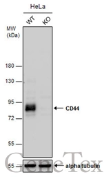 Anti-CD44 antibody [GT462] used in Western Blot (WB). GTX628895