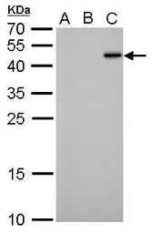 Anti-RFP antibody [GT1433] used in Western Blot (WB). GTX628898