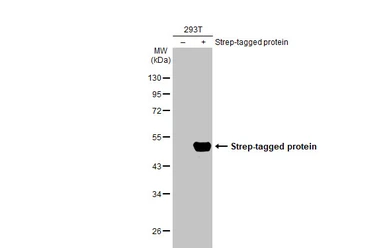 Anti-Strep epitope Tag antibody [GT517] used in Western Blot (WB). GTX628899