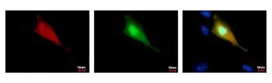 Anti-Strep epitope Tag antibody [GT661] used in Immunocytochemistry/ Immunofluorescence (ICC/IF). GTX628900