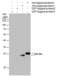 Anti-6X His tag antibody [GT359] (HRP) used in Western Blot (WB). GTX628914-01