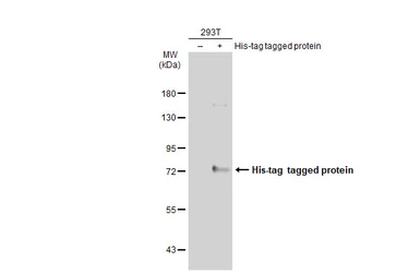 Anti-6X His tag antibody [GT359] (HRP) used in Western Blot (WB). GTX628914-01
