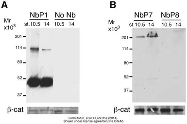 Anti-6X His tag antibody [GT359] used in Western Blot (WB). GTX628914