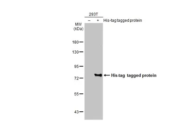 Anti-6X His tag antibody [GT161] used in Western Blot (WB). GTX628921