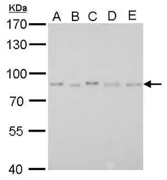 Anti-PAF49 antibody [GT635] used in Western Blot (WB). GTX629076