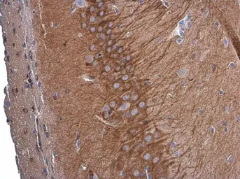 Anti-GEF-H1 antibody [GT1132] used in IHC (Paraffin sections) (IHC-P). GTX629399