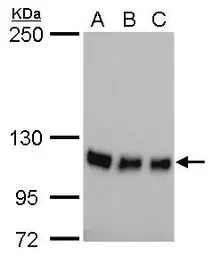 Anti-GEF-H1 antibody [GT1132] used in Western Blot (WB). GTX629399