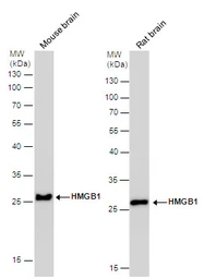 Anti-HMGB1 antibody [GT412] used in Western Blot (WB). GTX629400
