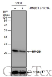 Anti-HMGB1 antibody [GT412] used in Western Blot (WB). GTX629400