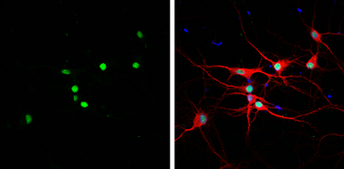 Anti-HMGB1 antibody [GT412] used in Immunocytochemistry/ Immunofluorescence (ICC/IF). GTX629400