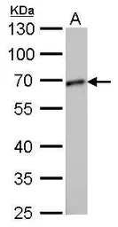 Anti-GCP4 antibody [GT812] used in Western Blot (WB). GTX629401