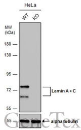 Anti-Lamin A + C antibody [GT9712] used in Western Blot (WB). GTX629404