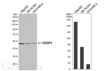 Anti-CFDP1 antibody [GT9612] used in Western Blot (WB). GTX629476