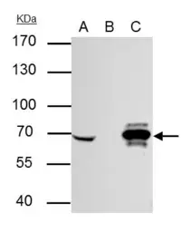Anti-Cre recombinase antibody [GT10212] used in Immunoprecipitation (IP). GTX629479