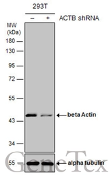 Anti-beta Actin antibody [GT5512] used in Western Blot (WB). GTX629630
