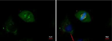 Anti-gamma Tubulin antibody [GT4511] used in Immunocytochemistry/ Immunofluorescence (ICC/IF). GTX629704