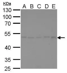 Anti-gamma Tubulin antibody [GT4511] used in Western Blot (WB). GTX629704