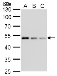 Anti-gamma Tubulin antibody [GT4511] used in Western Blot (WB). GTX629704